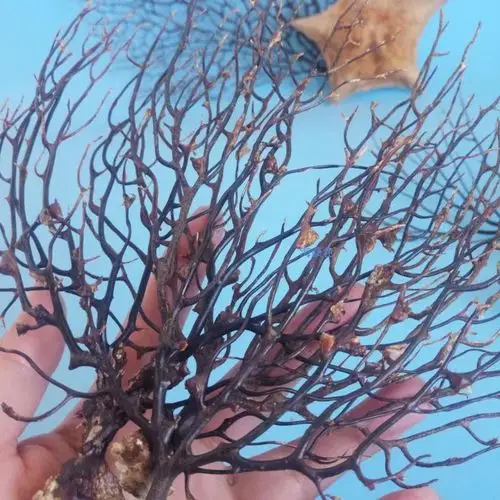 天然海铁树珊瑚海柳树水族鱼缸地台墙贴造景橱窗装饰设计家居摆件