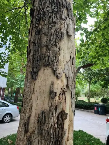 宋项弘观察法国梧桐树