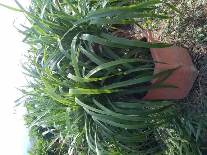 0202龙腾树枝条色若翡翠,叶片油光闪亮,叶对生,草肉质,长条形