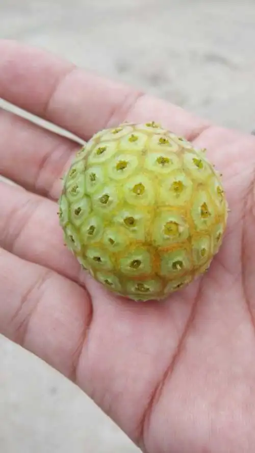 谁知道这是什么啊?