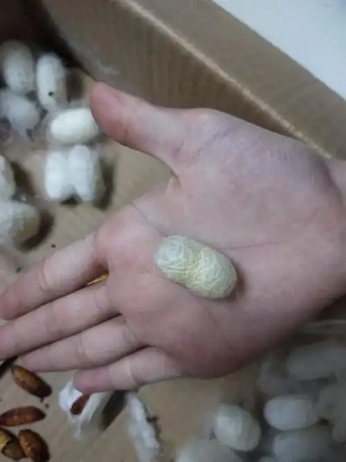 和直接从蚕蛹里面出来的蚕蛾没什么区别(下图)交配之后,母蚕下了蚕籽