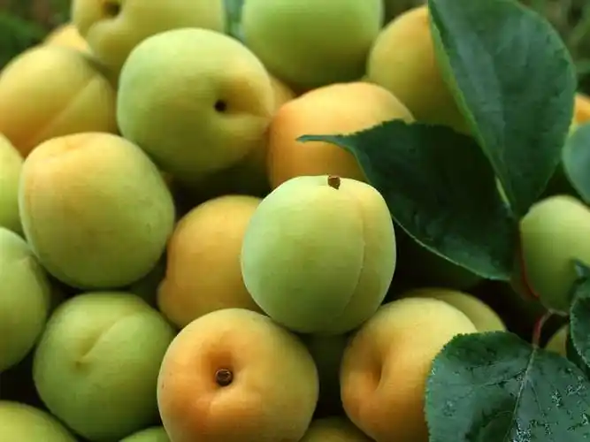 请各位兰友品尝