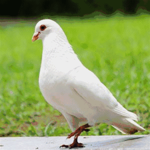 300_300gif 动态图 动图