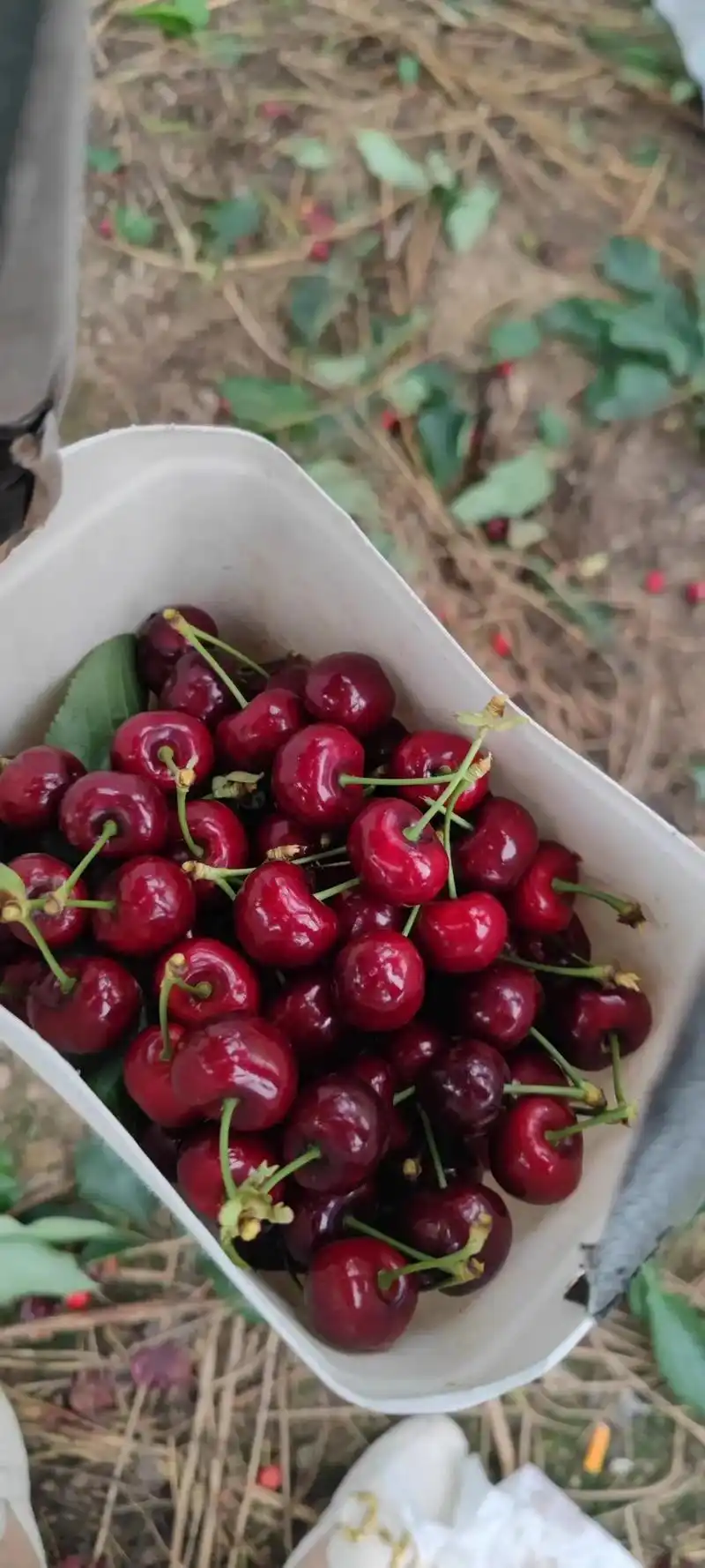 汉源车厘子,今天现摘的,大果100元4斤,中果20,小果15 - 抖音