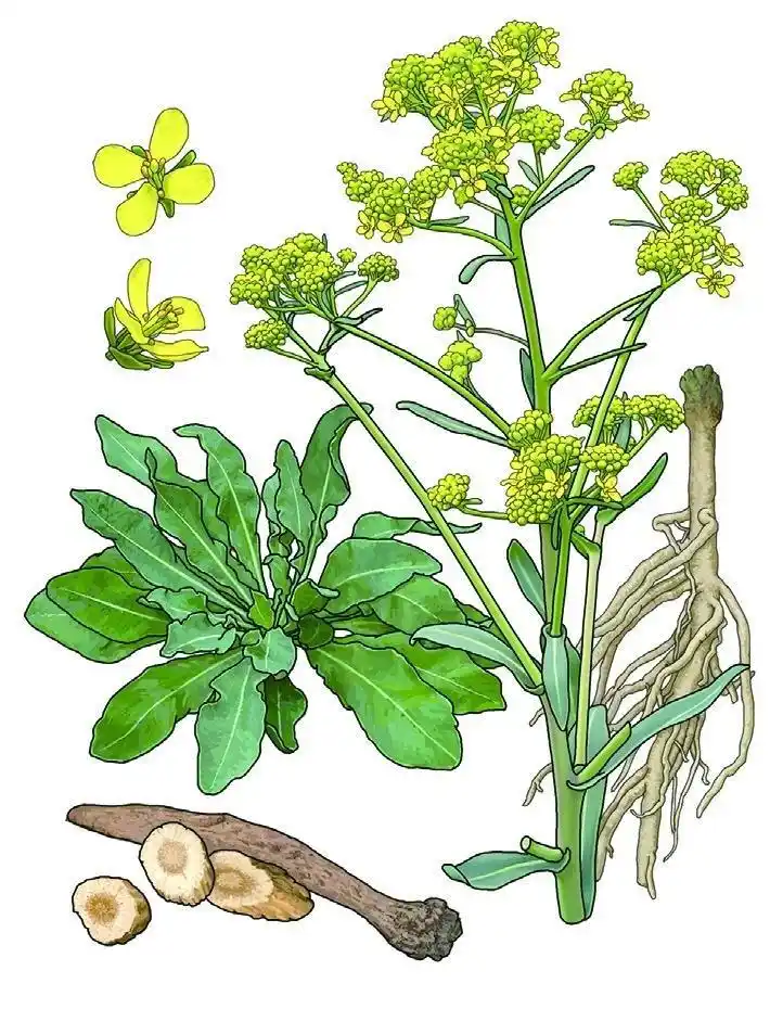 「漫画中药一百单八将」中药水浒·板蓝根