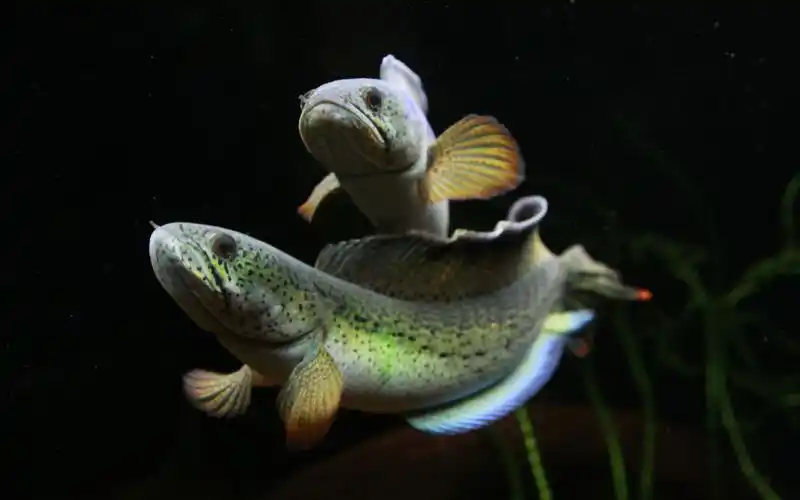 巴卡雷龙巴卡雷龙对鱼混养缸一共有多少种鱼呢