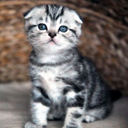 折耳猫纯种苏格兰