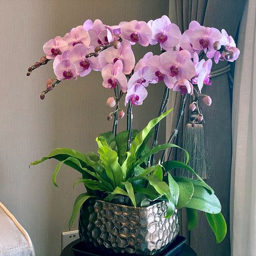 特级蝴蝶兰盆景年宵花卉开业乔迁新年送礼高档花卉