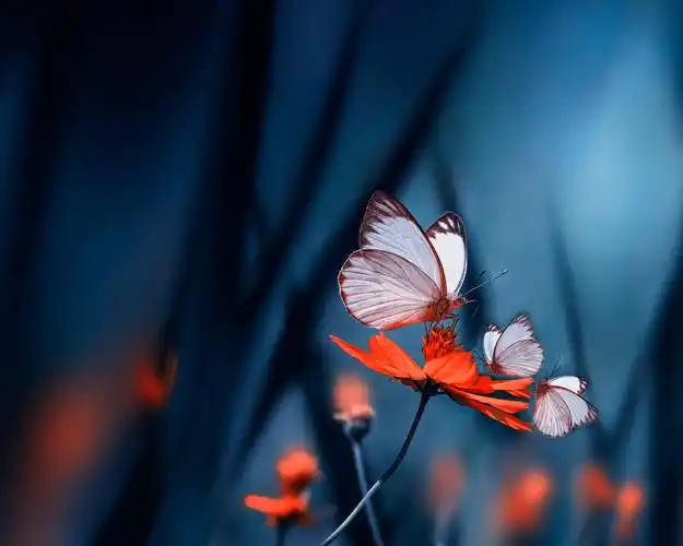大自然,蝴蝶,梦幻,蝴蝶翩翩飞壁纸