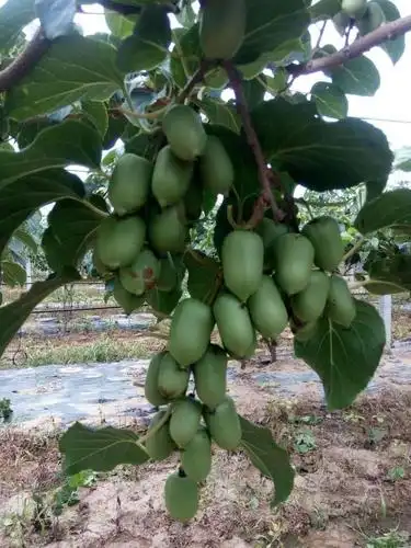 软枣猕猴桃苗软枣泥猴桃树苗当年结果苗辽宁本地嫁接苗