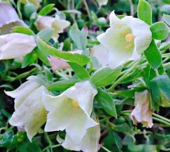 人参属五加科,而党参,为桔梗科植物党参,素花党参或川党参的干燥根.