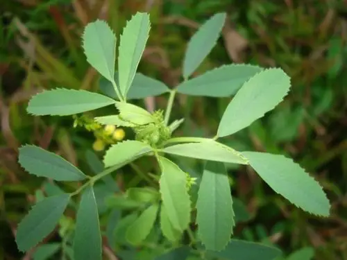 三出复叶的野花花与叶如下图,请问名字.