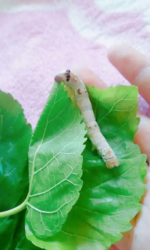 嘿,蚕宝宝长大了