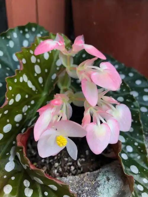 竹节海棠散养可好