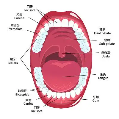 手绘口腔结构图插画口腔各部位名称卡通素材医疗主题
