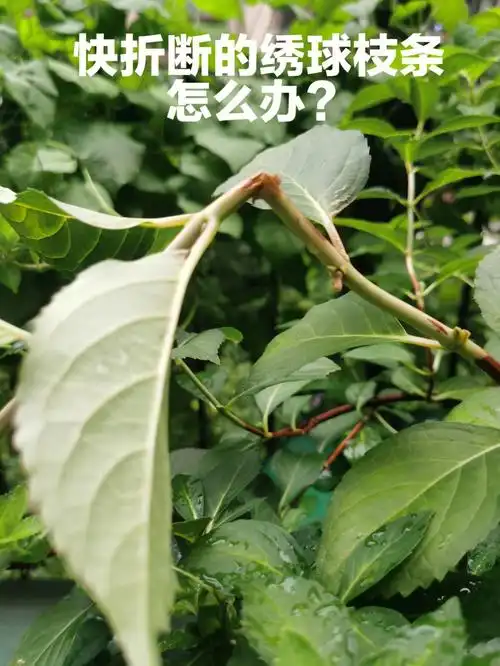 绣球高压生根法