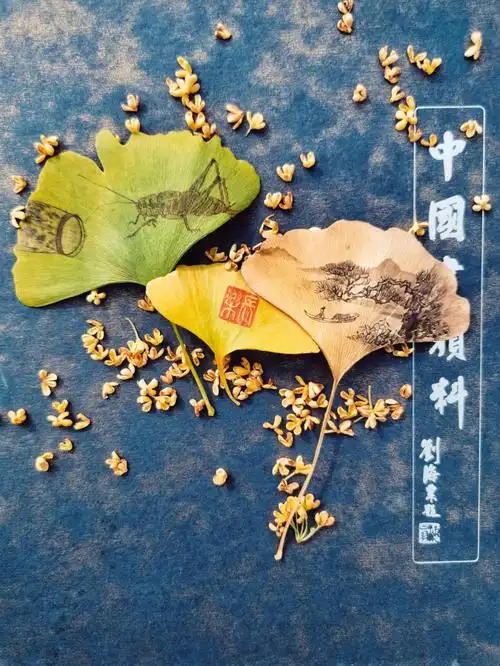 学校的银杏叶落啦