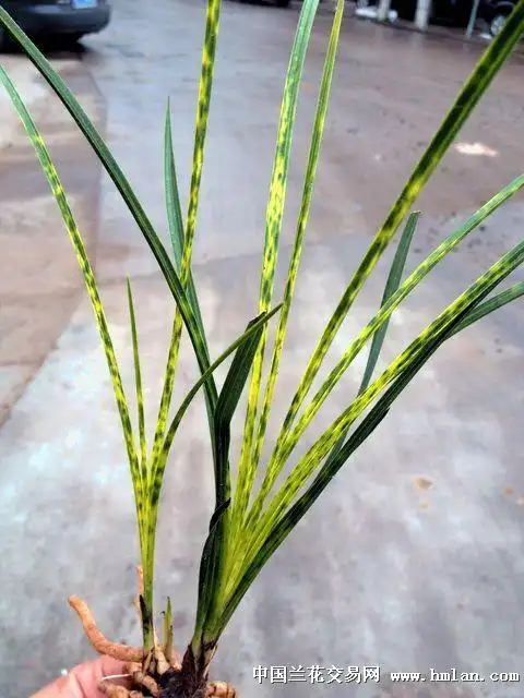 蕙兰斑草存个档