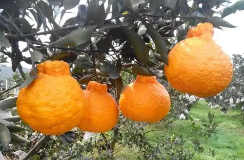 蒲江丑柑,四川省成都市蒲江县特产,中国国家地理标志产品.