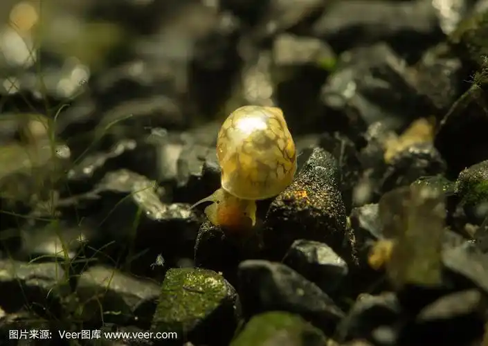 鱼缸里的安氏蜗牛