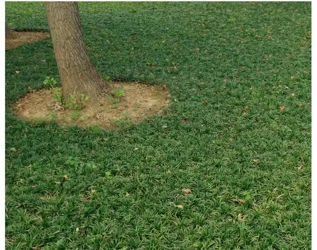 日本矮麦冬草耐寒庭院园林绿化草坪植物矮生麦冬草苗玉龙草 正宗日本