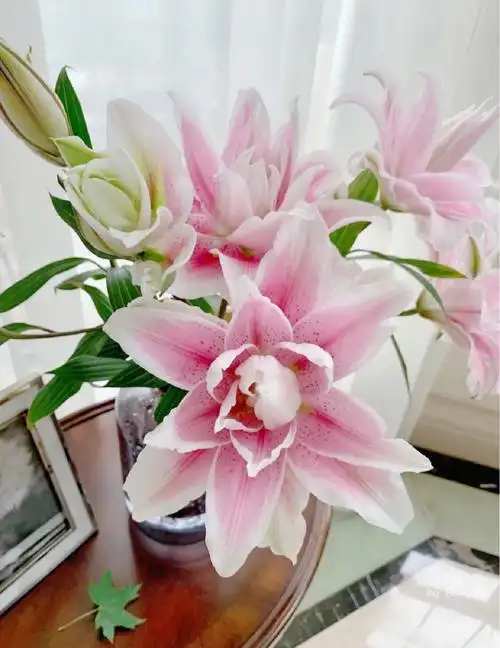 重瓣百合伊莎贝拉5支包邮