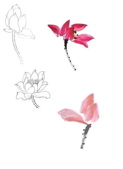 零基础国画教程:分步骤讲解荷花的画法,学会画荷花很简单,学习