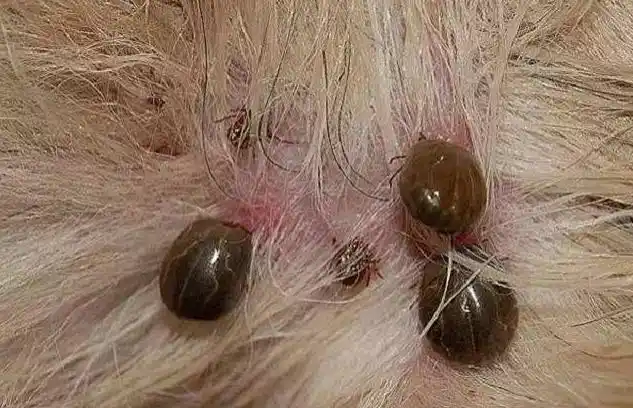 狗身上有红色的虫子是什么虫子?狗狗长蜱虫要不要剃毛