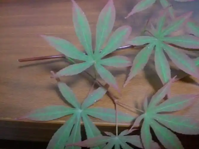 一片叶子上有7裂,掌状.5月份的颜色是边缘泛红,中心浅绿