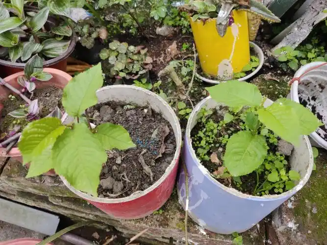 用车厘子核播种出车厘子苗了