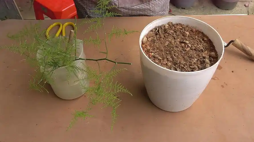 文竹怎么养才能更旺盛