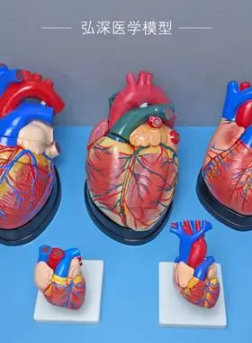 人体心脏模型解剖放大3倍4倍带数字内脏器官血管结构可拆医学教学