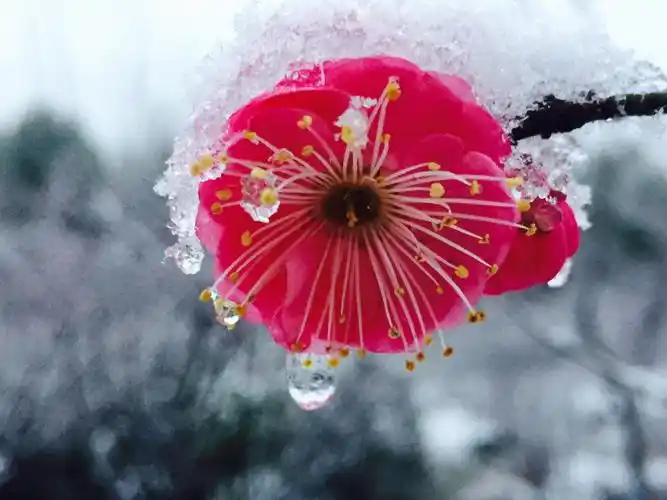 东山公园赏梅. "一朵忽先发,百花皆后春. 欲传春信息,不怕雪埋藏.