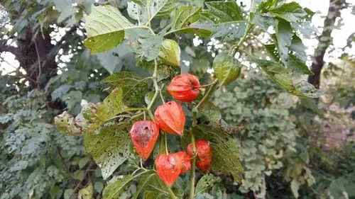 这个红色的果果叫什么名字?今天下午在山里的路边看到的.谢谢!