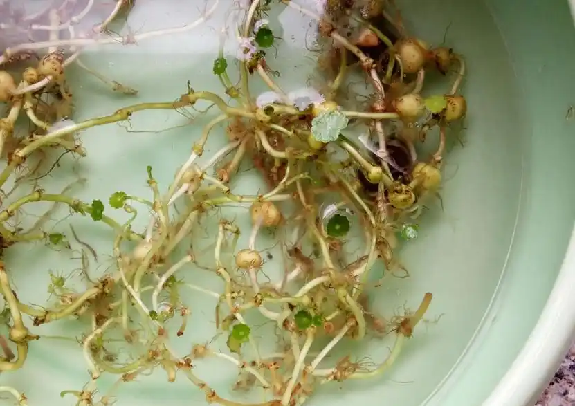 金钱草种子的种植方法