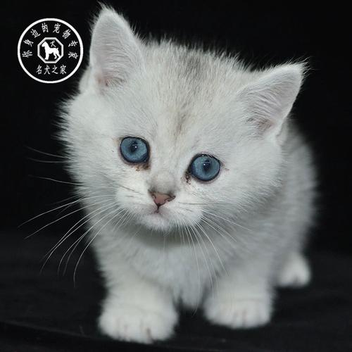 名犬之家 纯种英短银渐层幼猫纯种白色短毛猫英短猫宠物猫咪幼崽