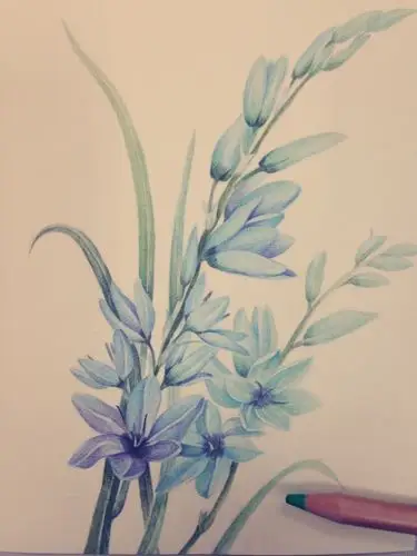 小清新 彩铅手绘