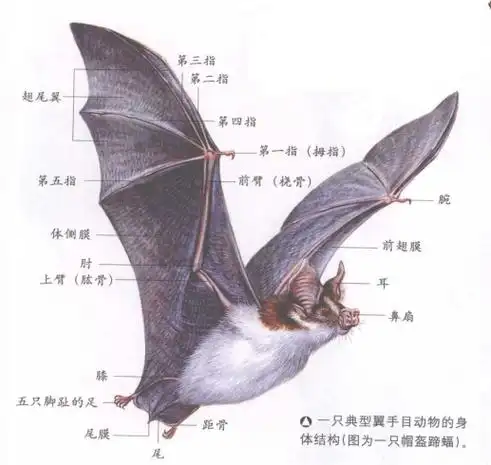 chiroptera)是 a target="_blank" href="/item/脊索动物门/3516708"