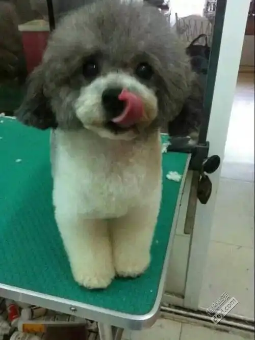 超小体灰白花贵宾对外借配