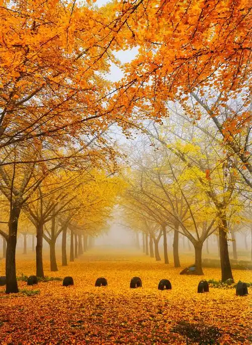 人间最美是金秋～满地尽带黄金甲