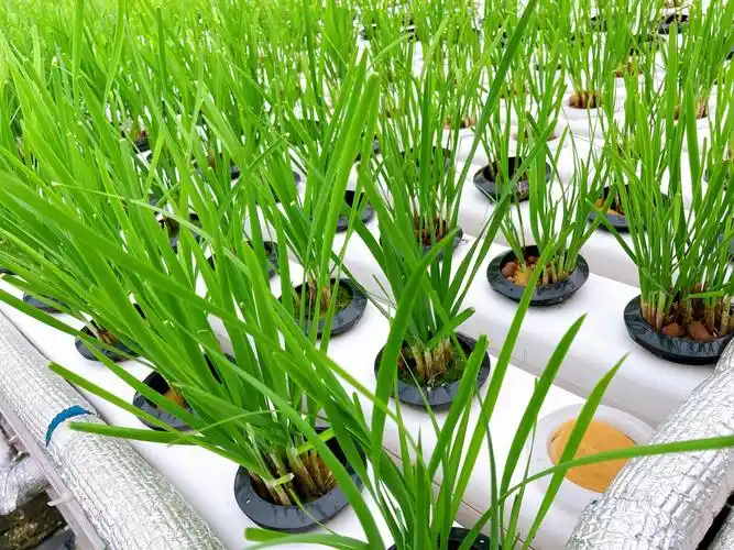 水培韭菜你可以这么做