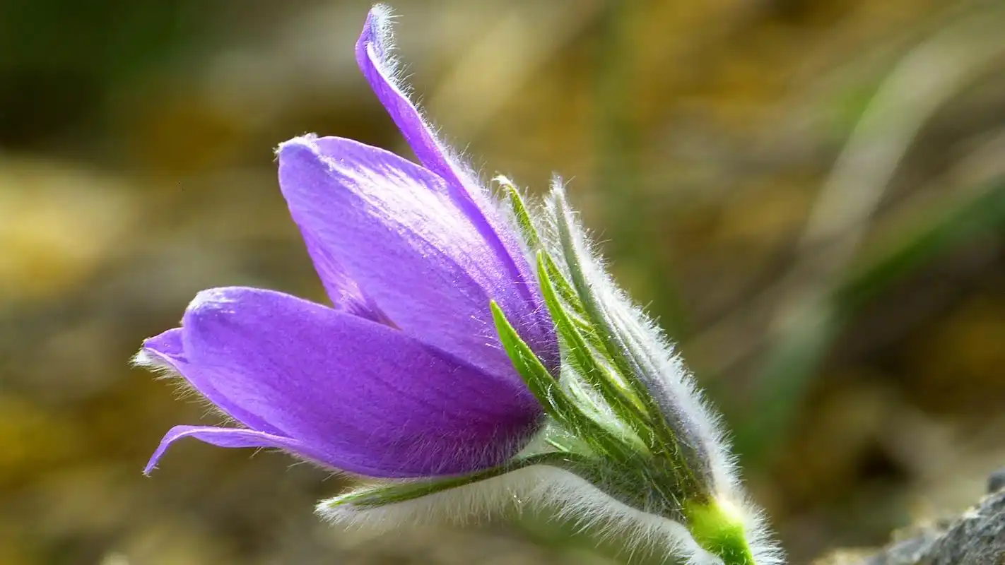 淡雅的白头翁花