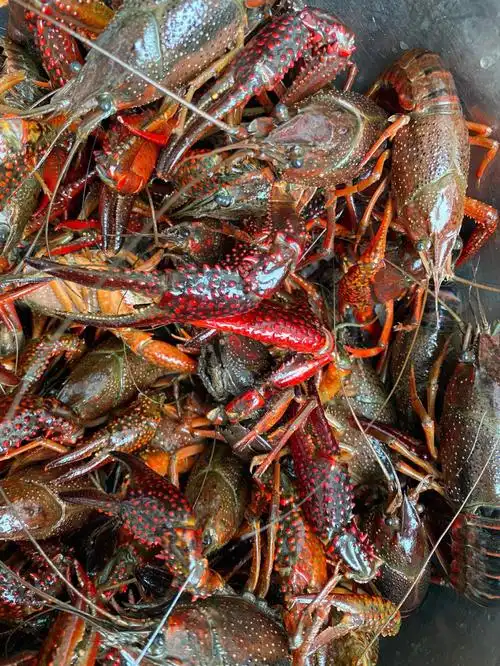 清水小龙虾真的比较干净