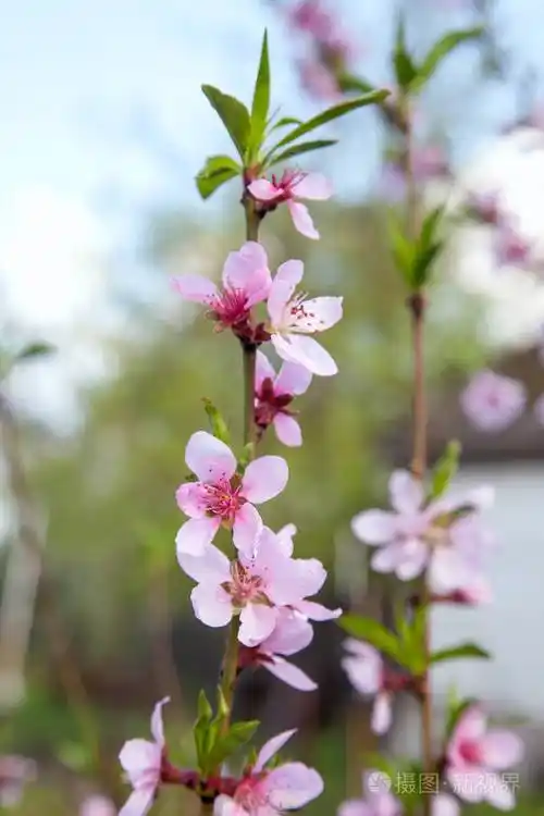 春天花园里桃花盛开