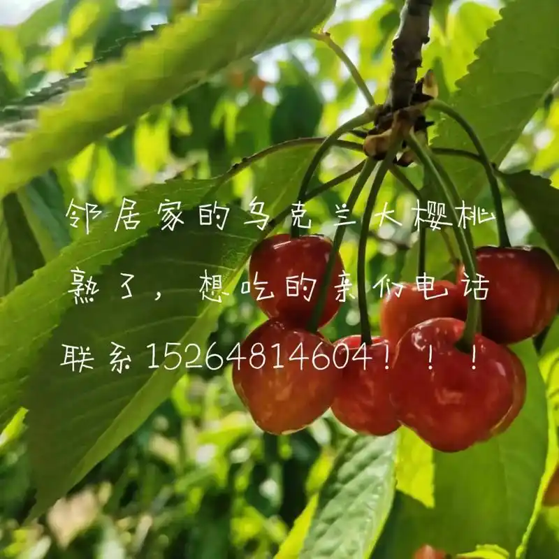 联系15264814604邻居家的乌克兰大樱桃熟了想吃的亲们电话