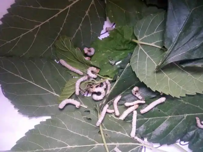 问答 问答首页  满意回答 是不是天气太热了,得脓病了,我家的也经常得