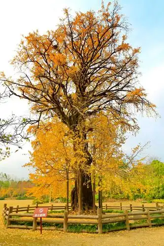 七百多年的古银杏树