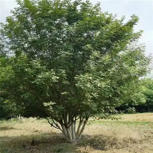 18公分白蜡丛生金叶白蜡行道庭荫观赏树适应性强