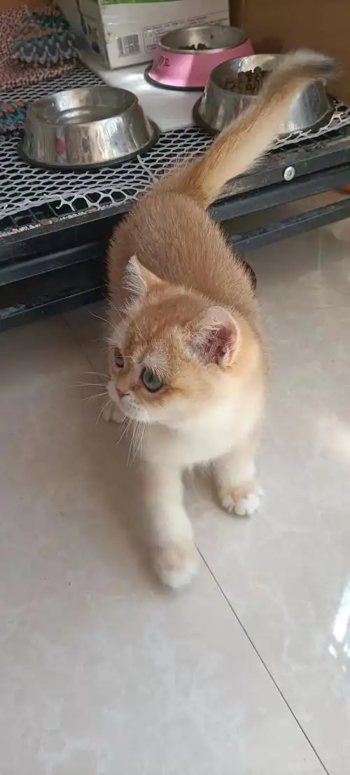 (只出北京同城,可上门看猫)