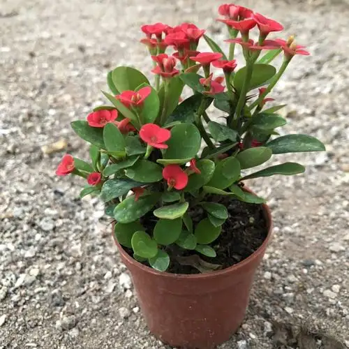 虎刺梅老桩多肉盆栽植物四季开花阳台客厅庭院多肉植物